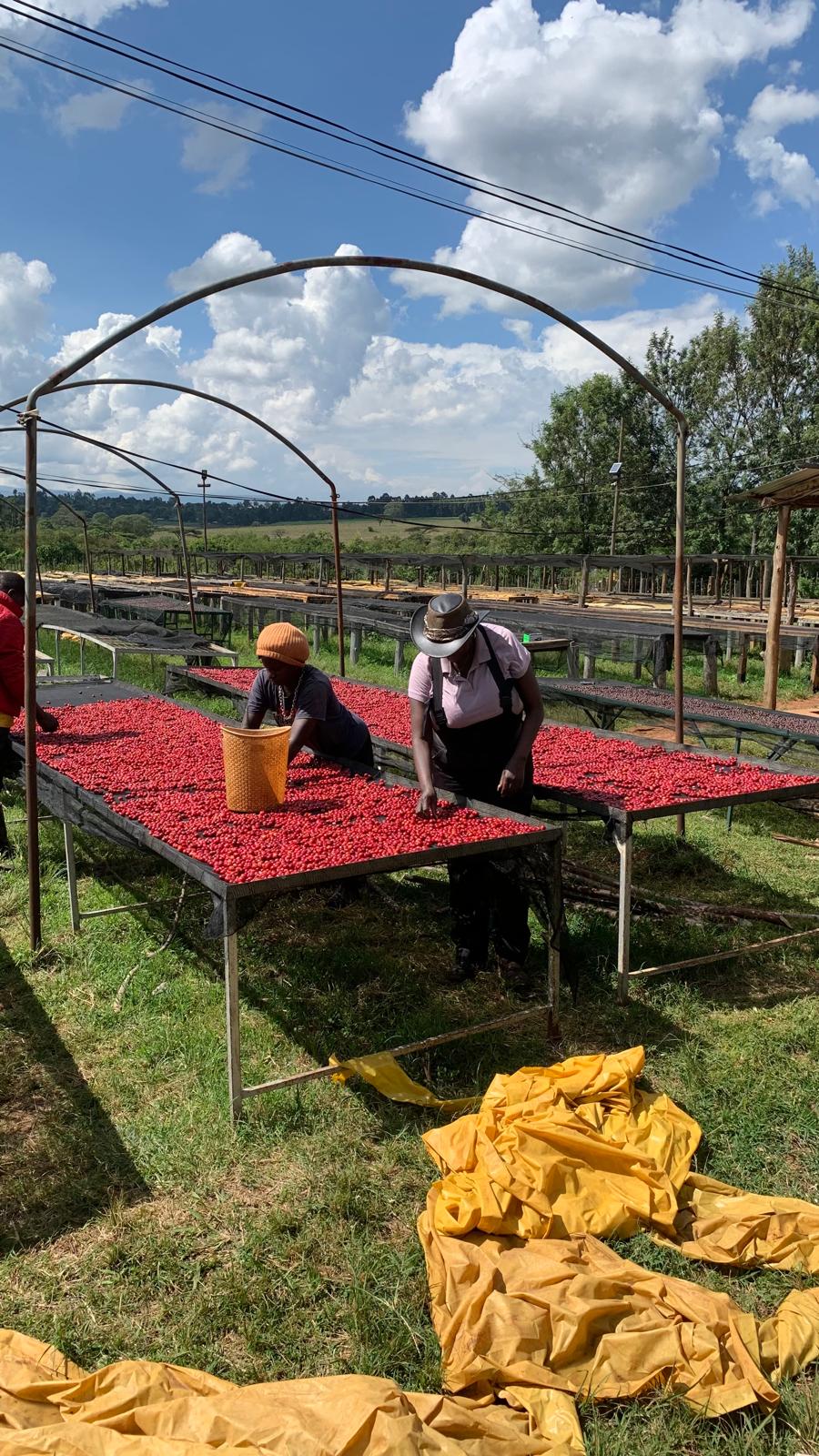 Travailleurs du café au Kenya partenaires de Habari Coffee, récolte et préparation de café de spécialité