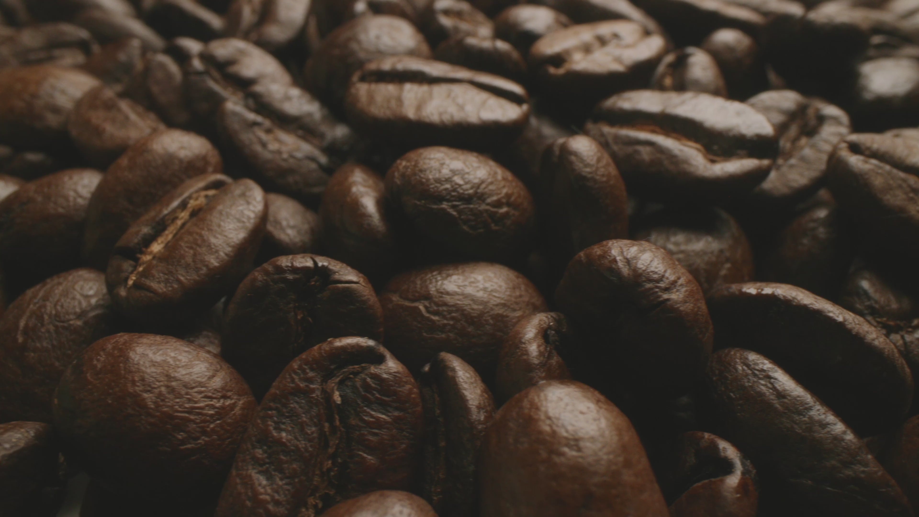 habari coffee , grain de café